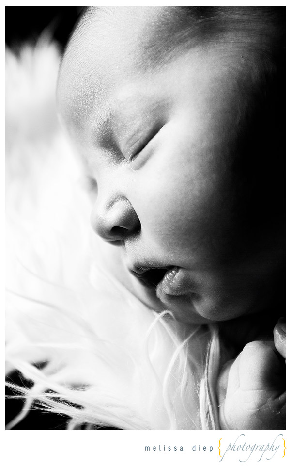 newborn photographer in chicago