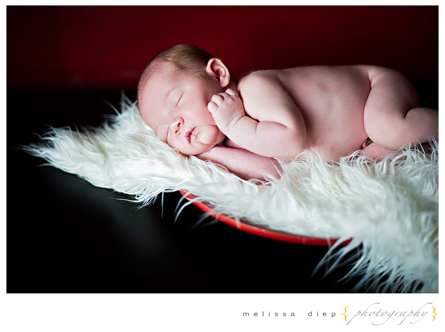 newborn photographer in chicago